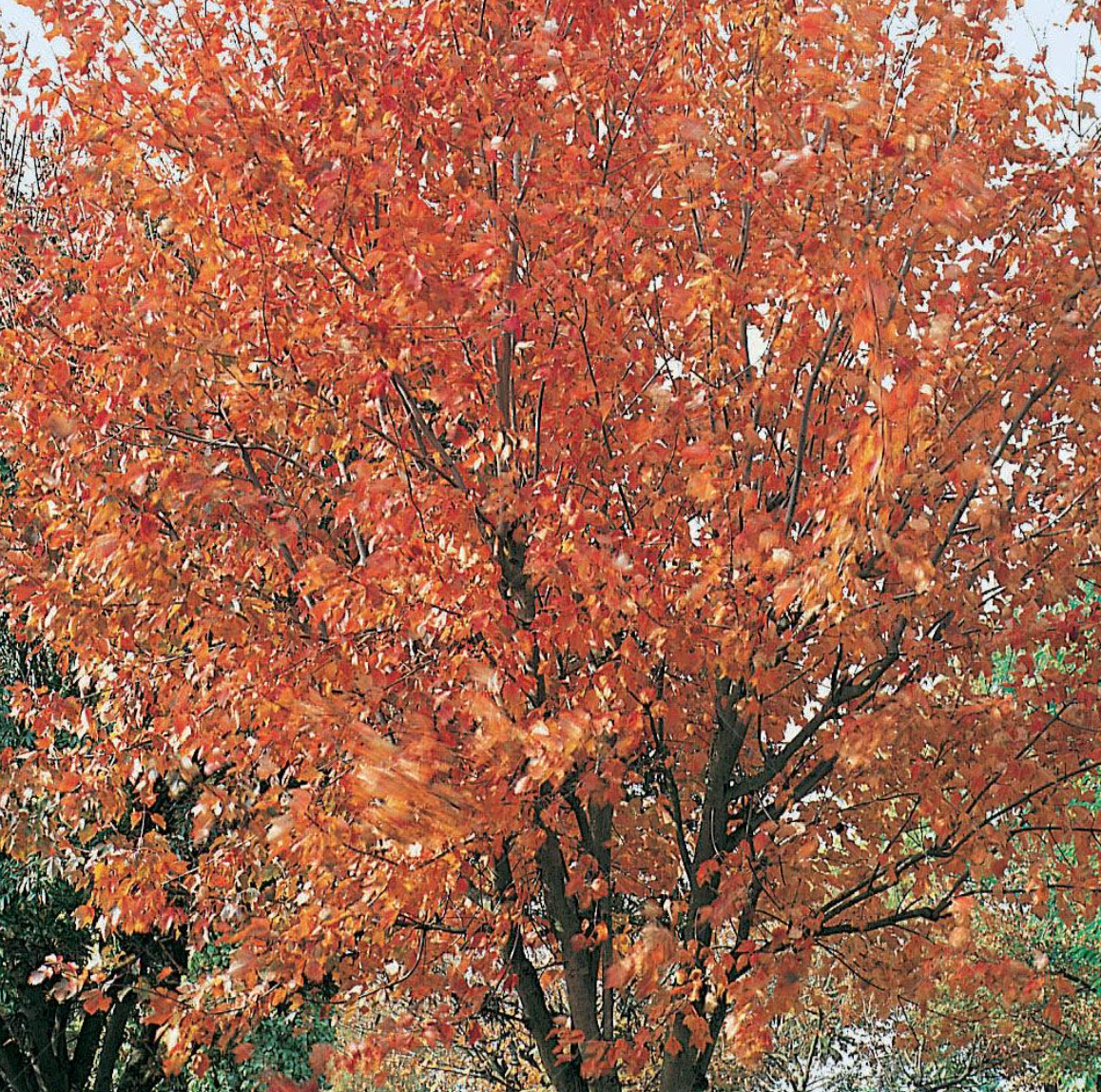 Red Sunset Maple