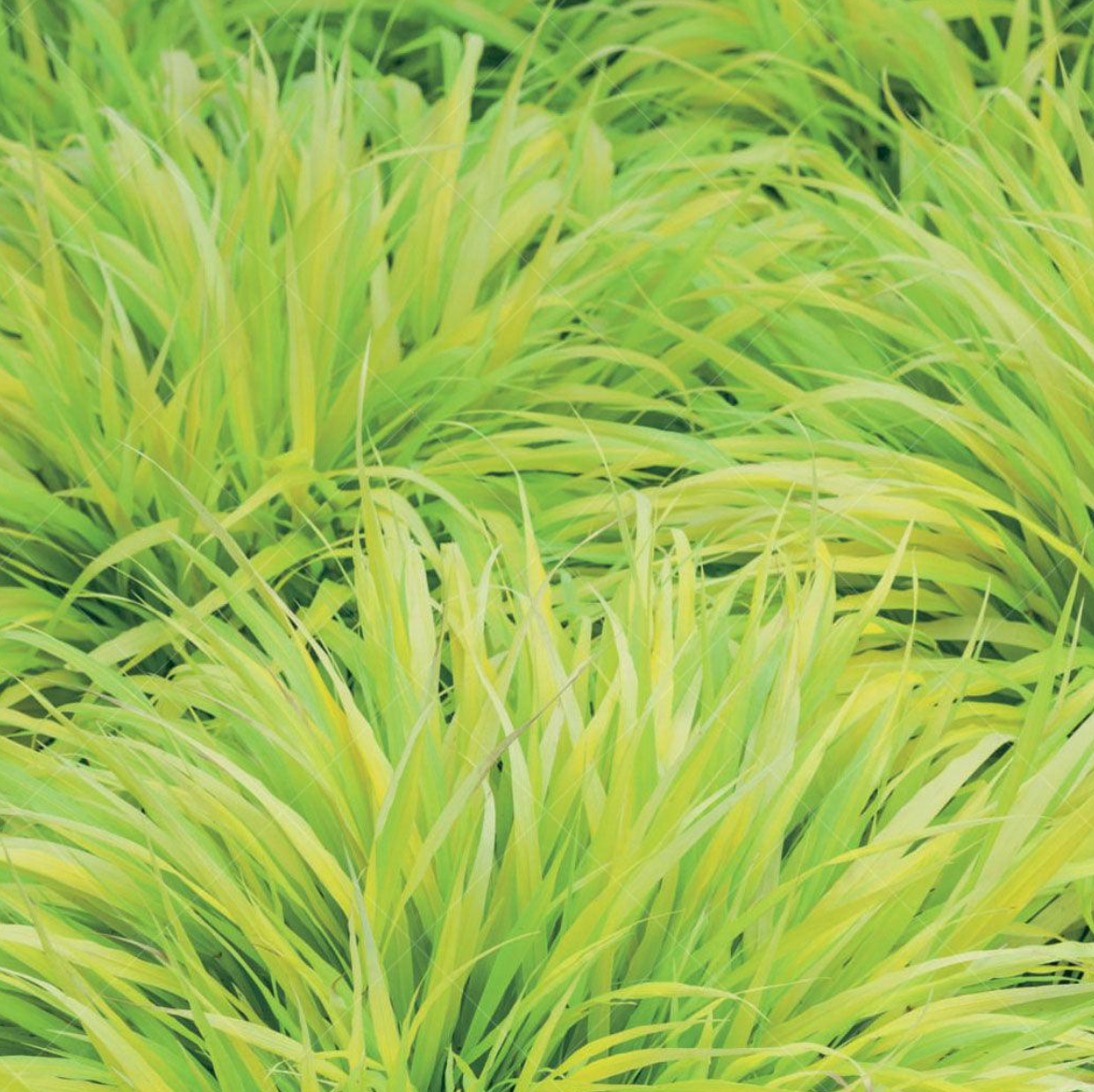 Golden Sunrise Forest Grass