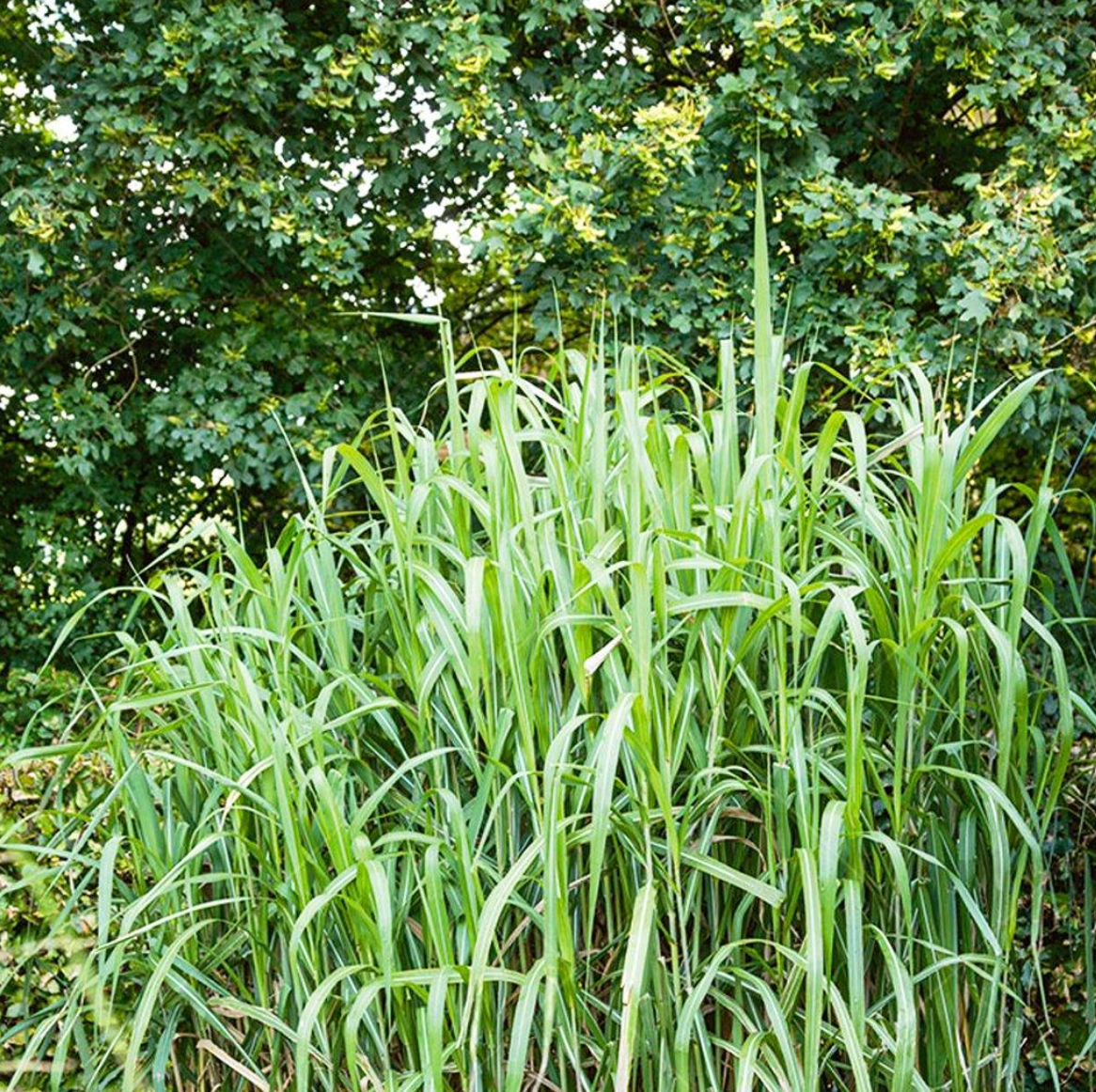 Zebra Stripe Forest Grass