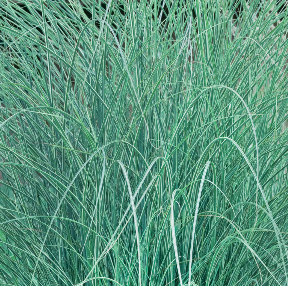 Sunrise Glow Maiden Grass