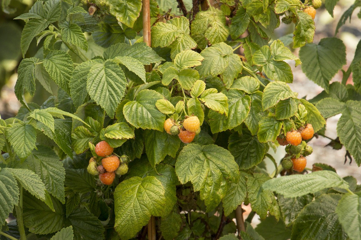 Fallgold Raspberry Bush