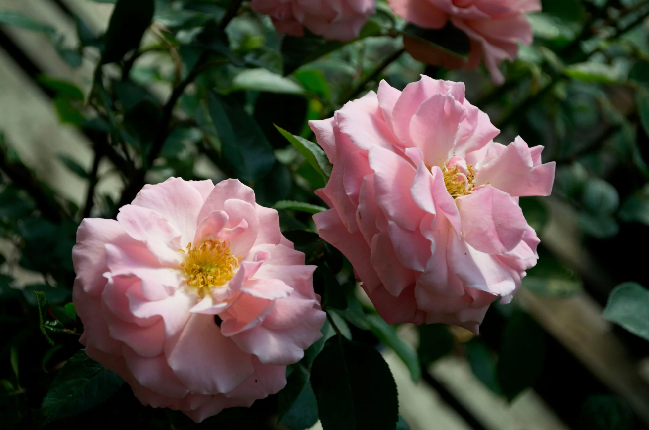 Baby Pink Blossom Rose