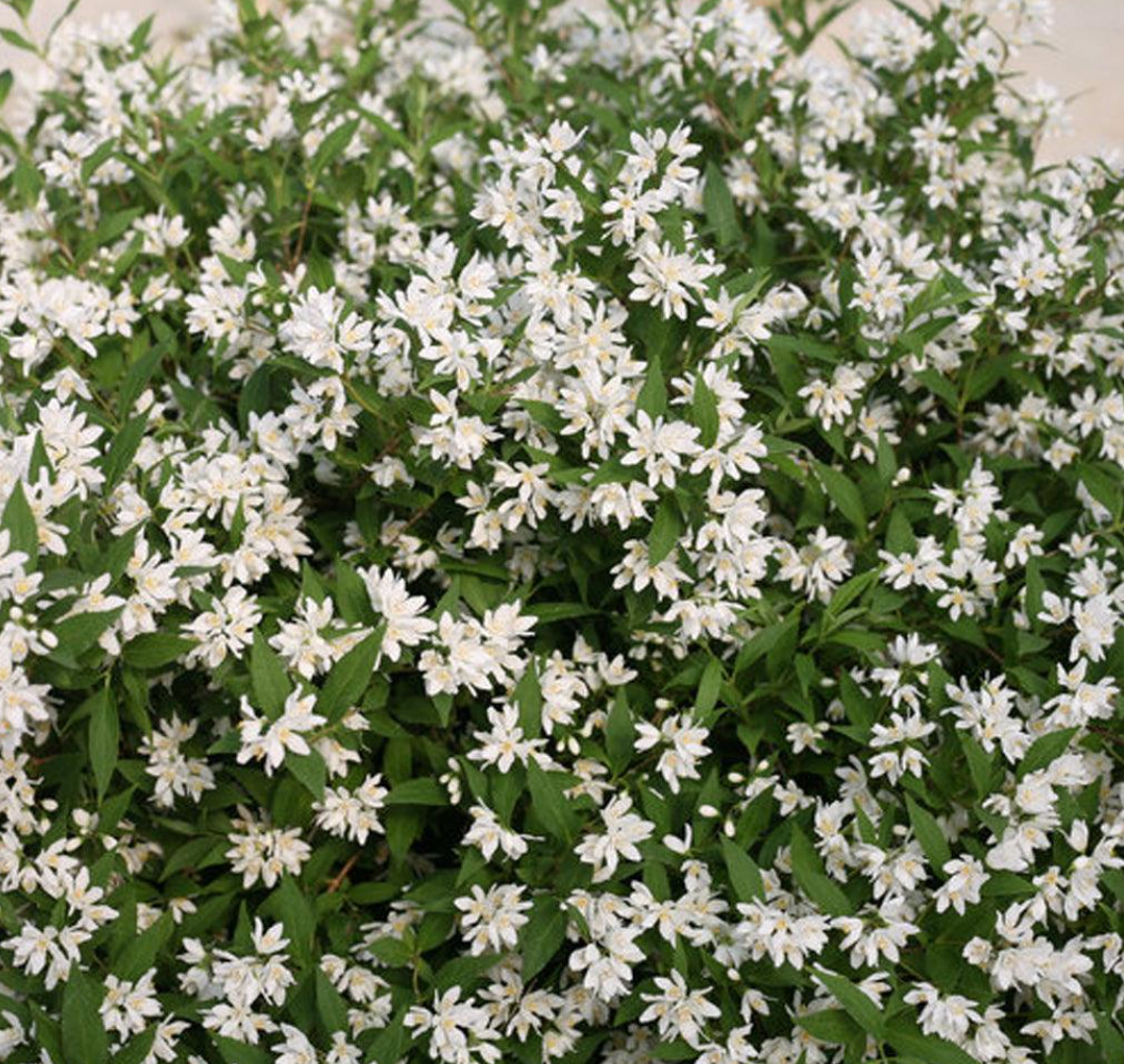 Yuki Snowflake Deutzia