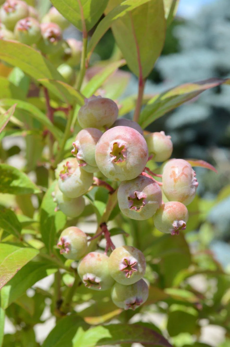 3-in-1 Blueberry Bush