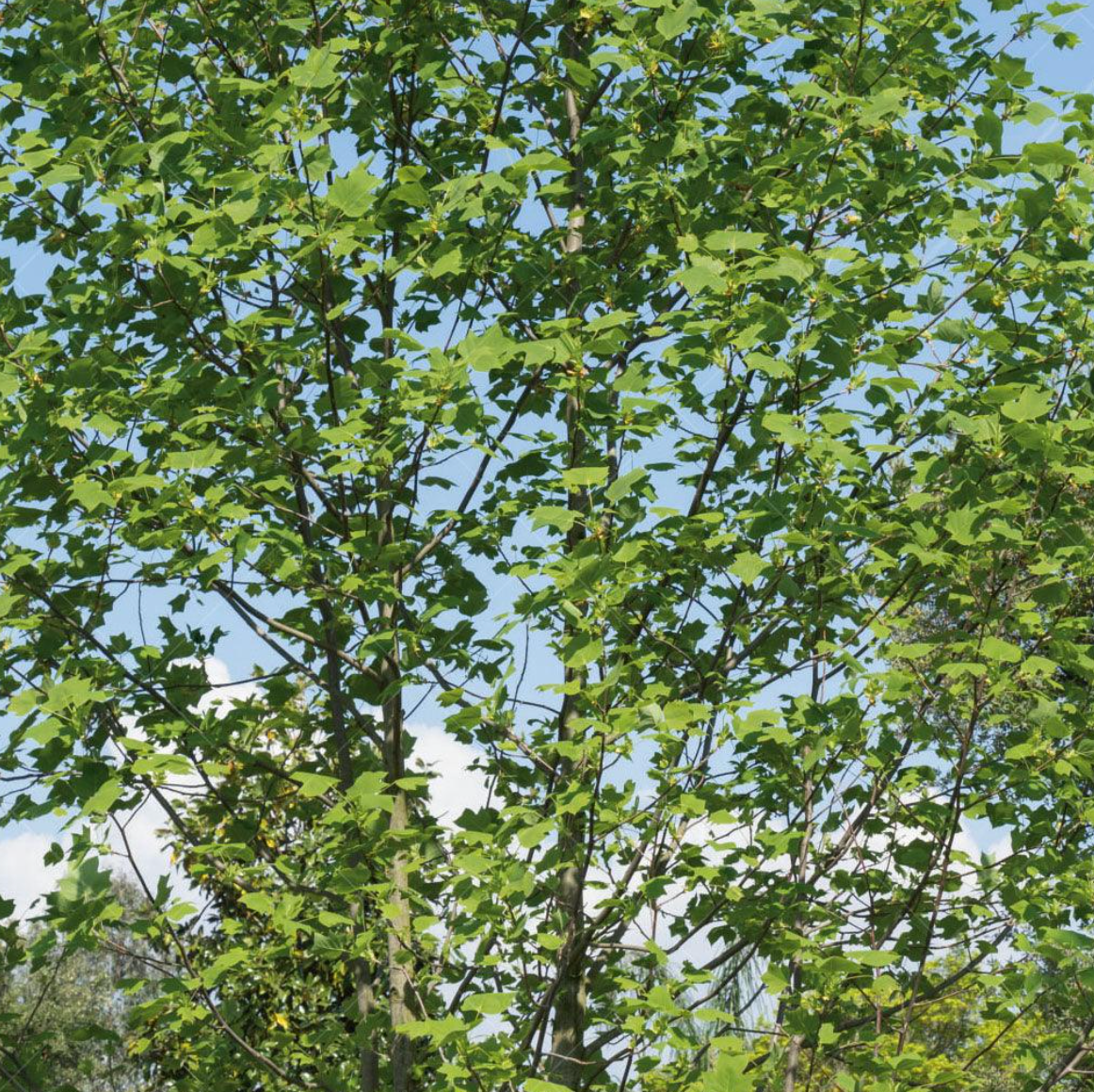Tulip Poplar Tree