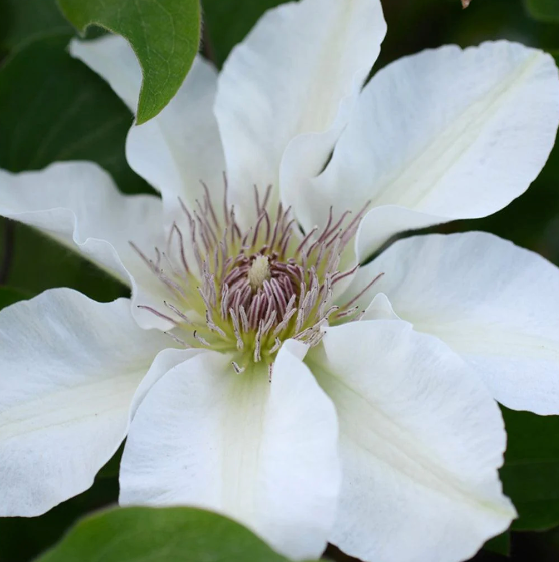 Kitty's Whiskers Clematis