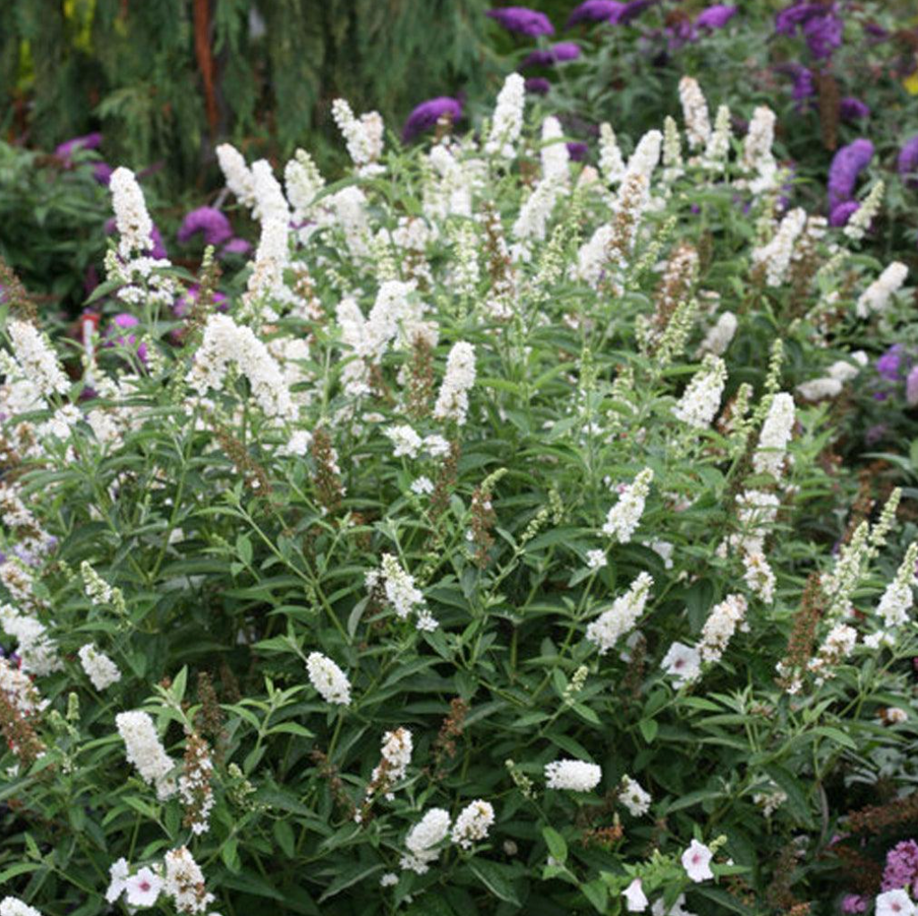 Miss Pearl Butterfly Bush