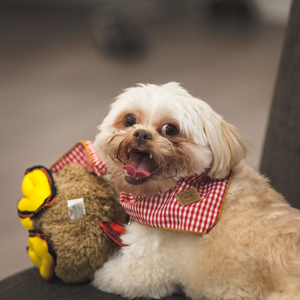 a small dog wearing a red and white plaid bandana