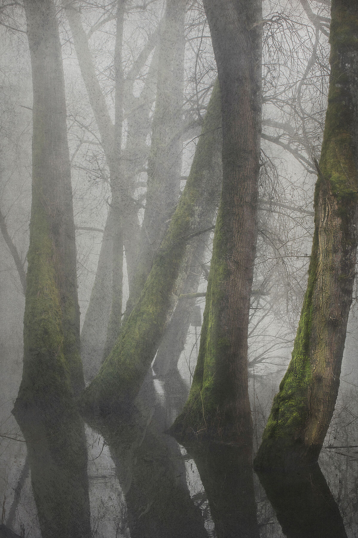 Flooded Forest No.3