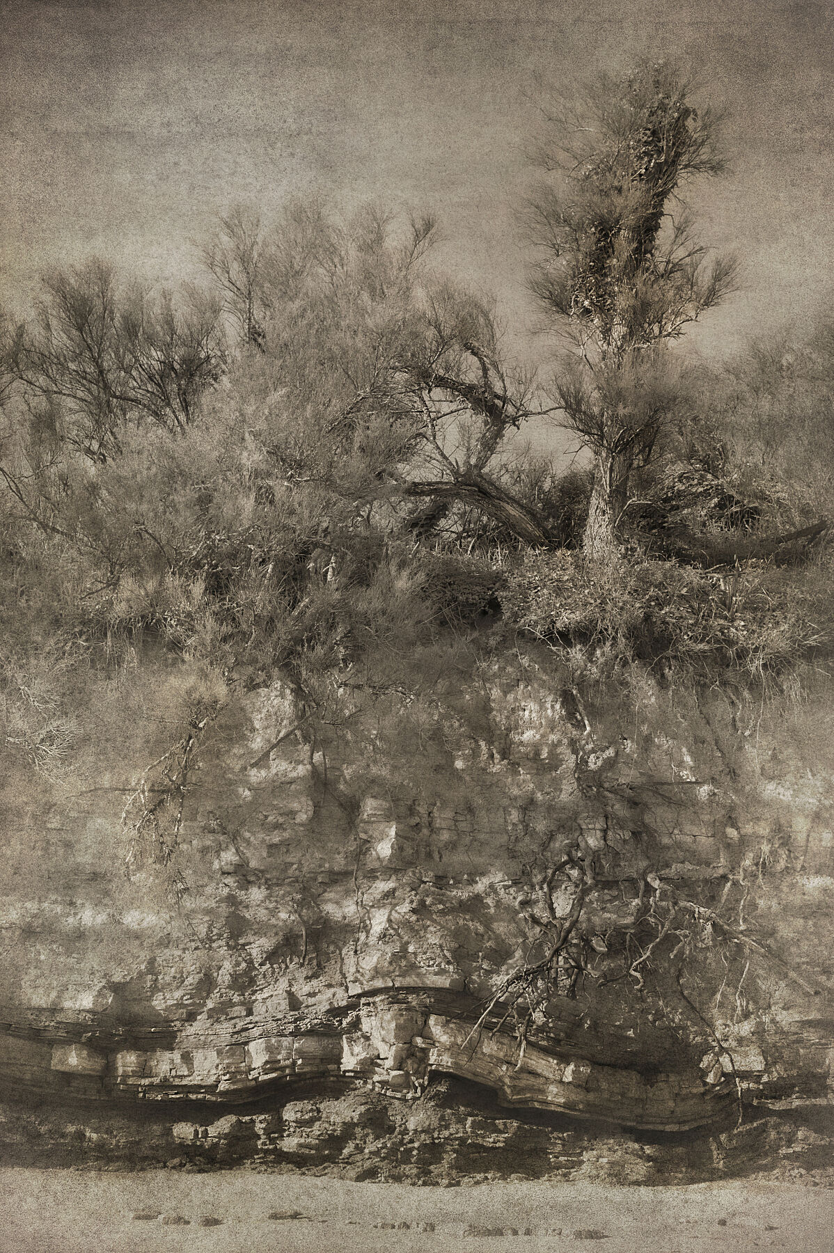 Study of Trees & Rocks