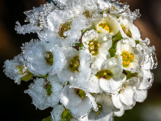 Midwinter 2025 -2026 pictures