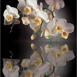 otrazhenie-026-1-96kh2-6-m