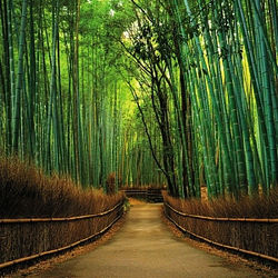 bambukovaya-alleya-070-3-92kh2-6-m