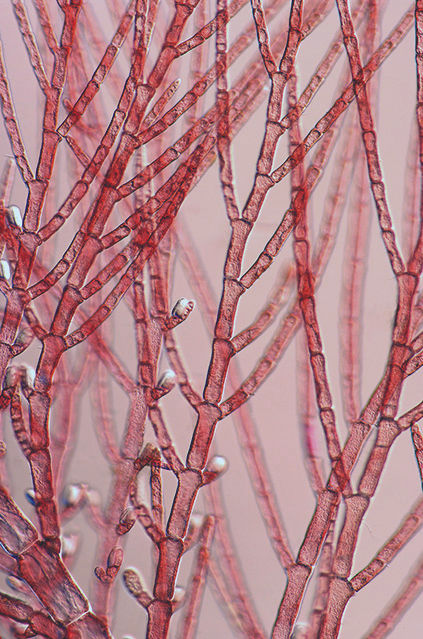 RED ALGAE.jpg