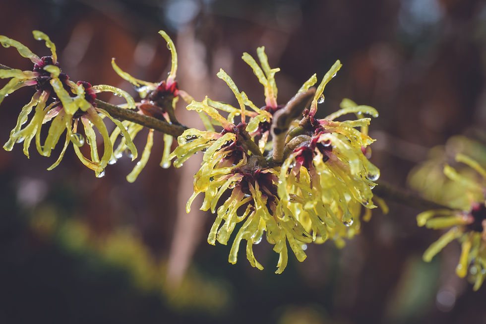 HAMAMELIS.jpg