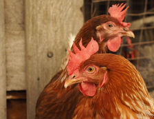 El tiempo se acaba: las empresas en Latinoamérica deben acelerar su compromiso con los animales