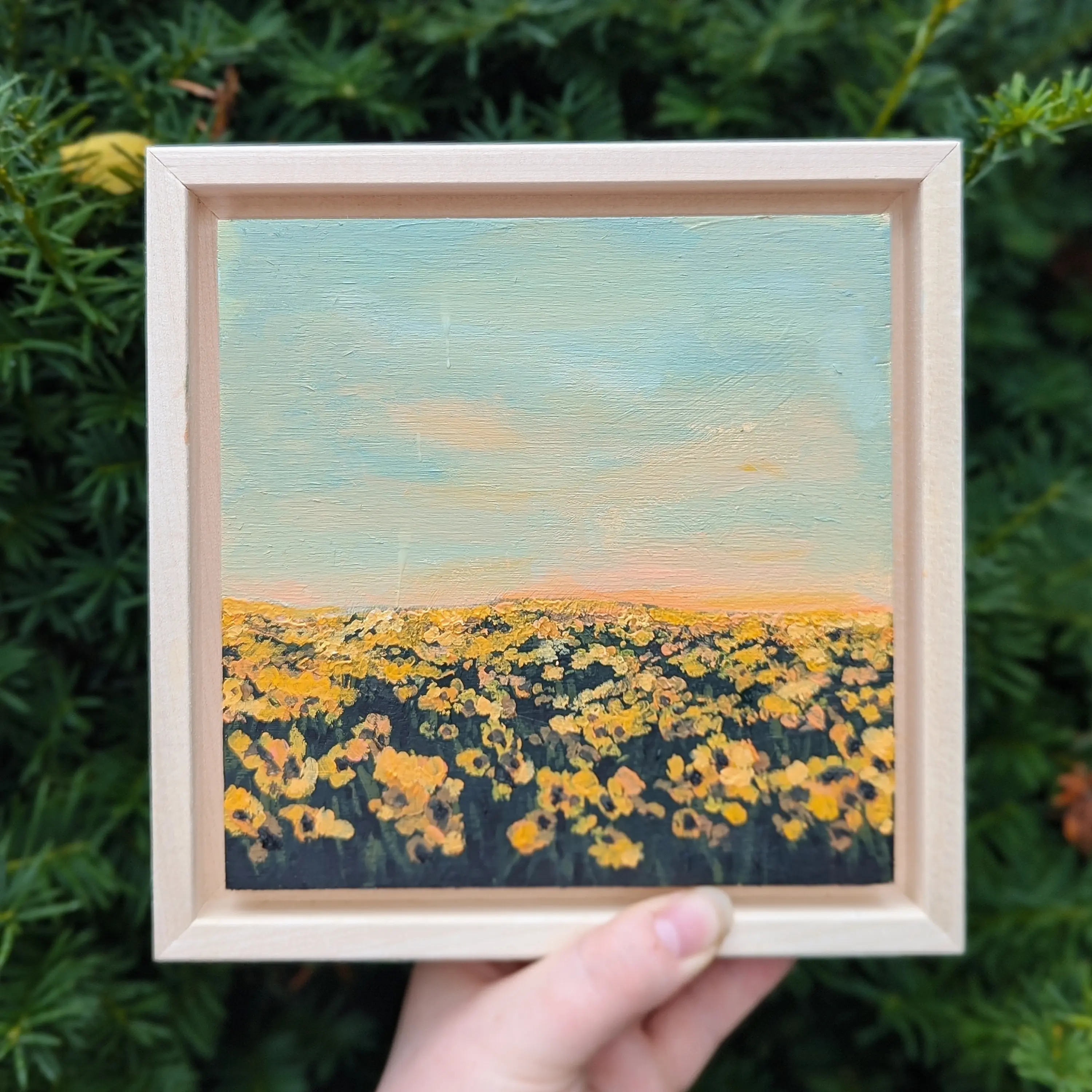 golden hour sunflowers