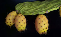 cactus-2660271__340