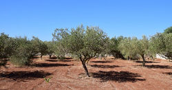 olive-trees-2660028__340