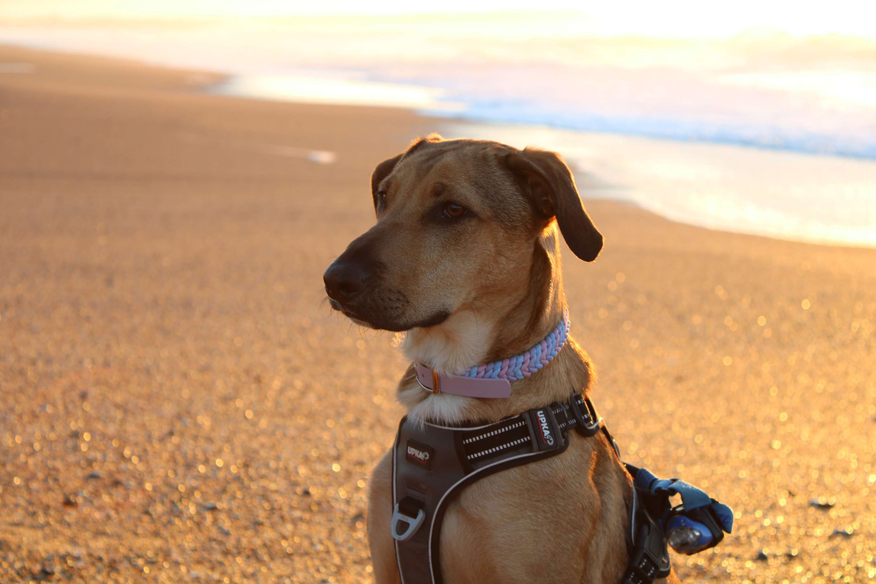 Box collier Apollon + Laisse Aphrodite