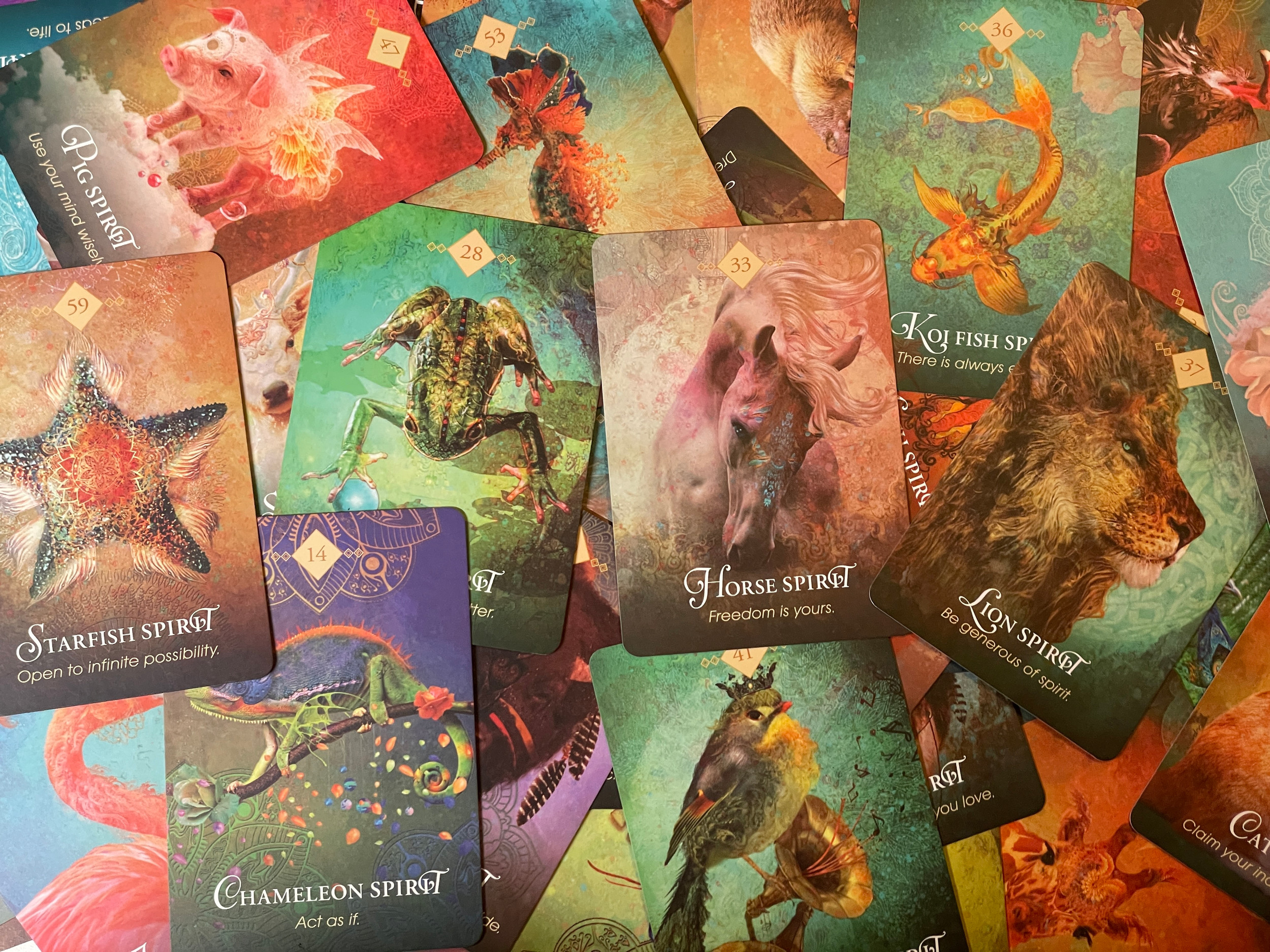 【服務】半年流月動物神諭卡解讀 | 咪在路上 miontheway