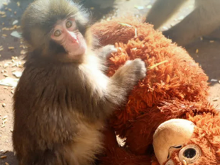 小猴子 Punch 與猩猩玩偶