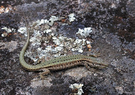 lizard on the rock, surrounded by lichens