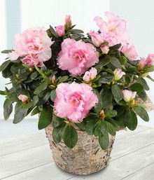 Azalea planted basket