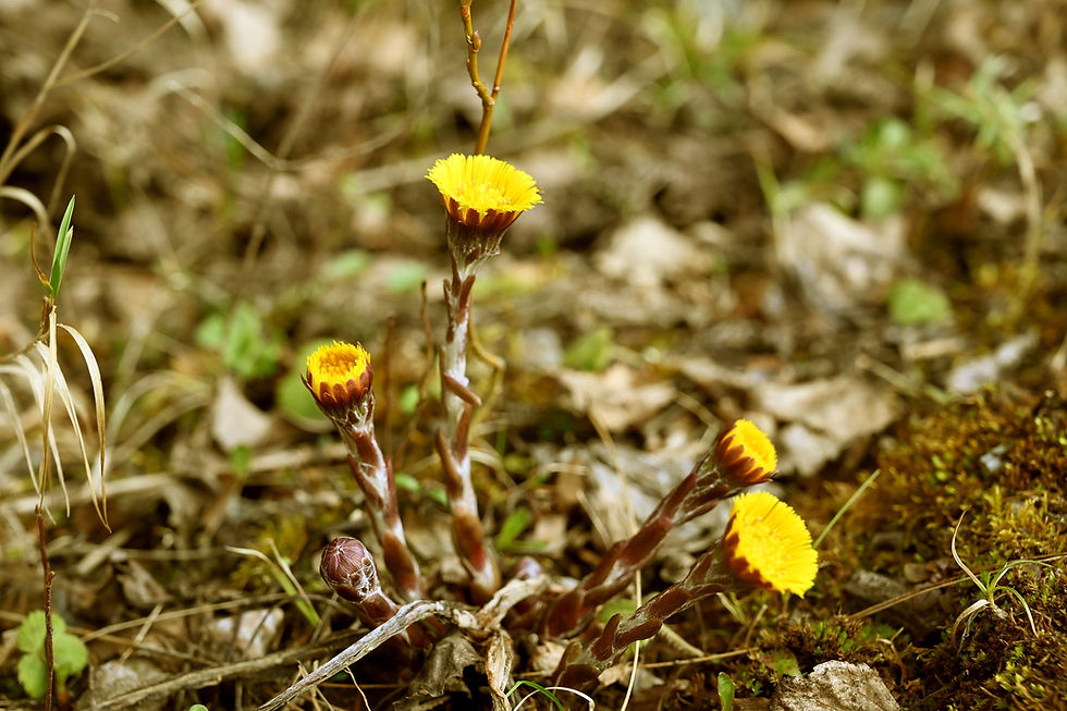 HUflattichblüten