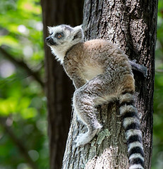 Fotoreise Madagaskar_2210.jpg