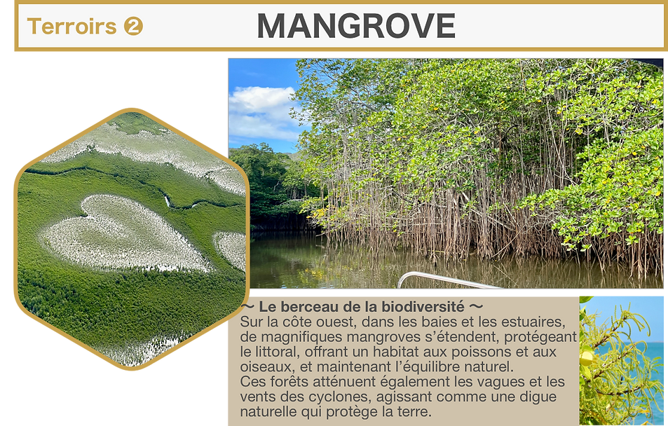 Miel de Nouvelle Caledonie 22.png