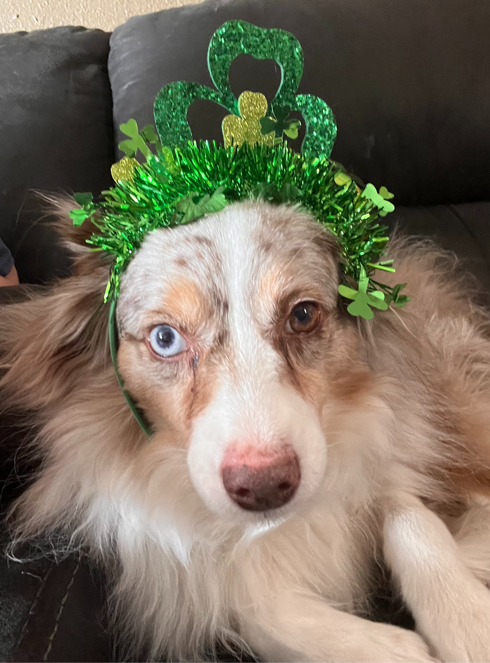 Benelli celebrating St. Patrick's Day
