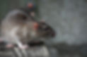 Rodent-Control-jpg.jpg