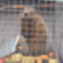 GroundHog_edited.jpg