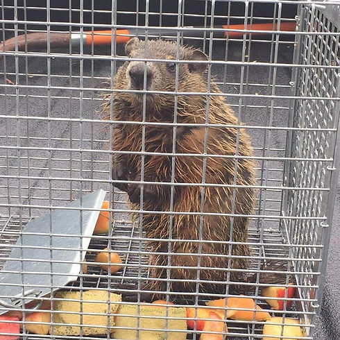 GroundHog_edited.jpg