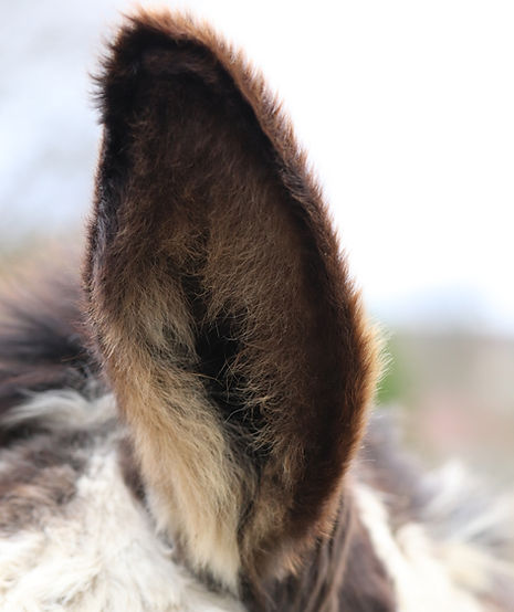 oreille âne