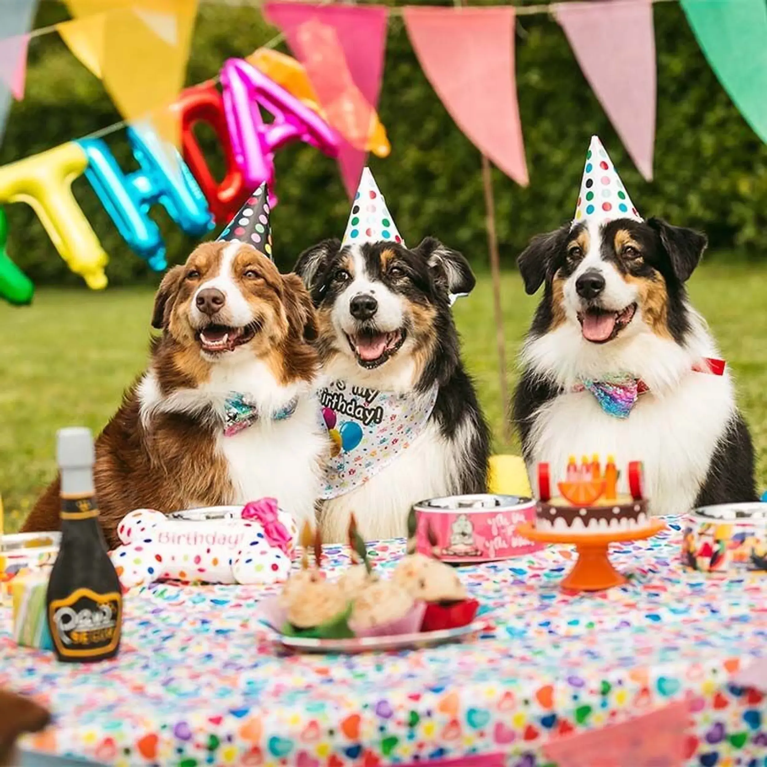 bougies d'anniversaire pour chien