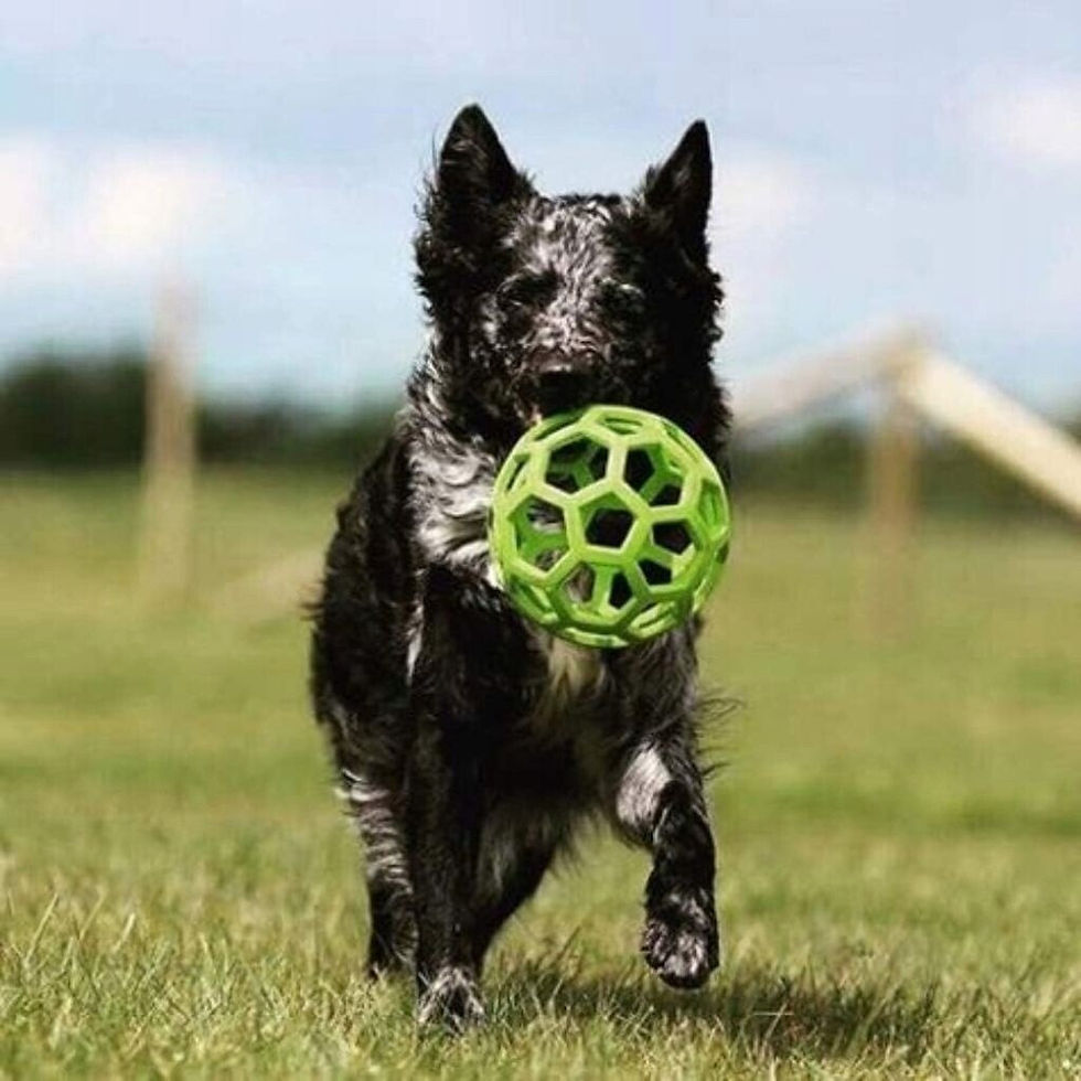 Miniature : Balle pour chien JW Hol-ee Roller Vert