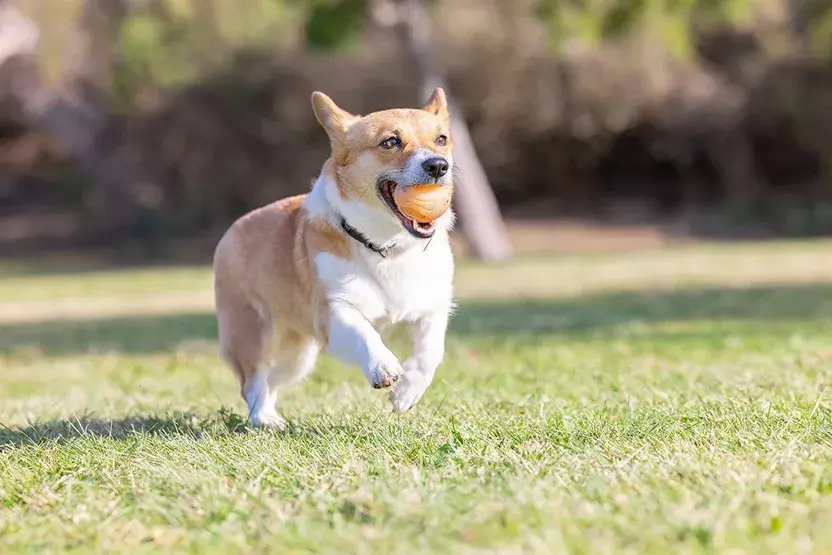 balle confettis anniversaire chien