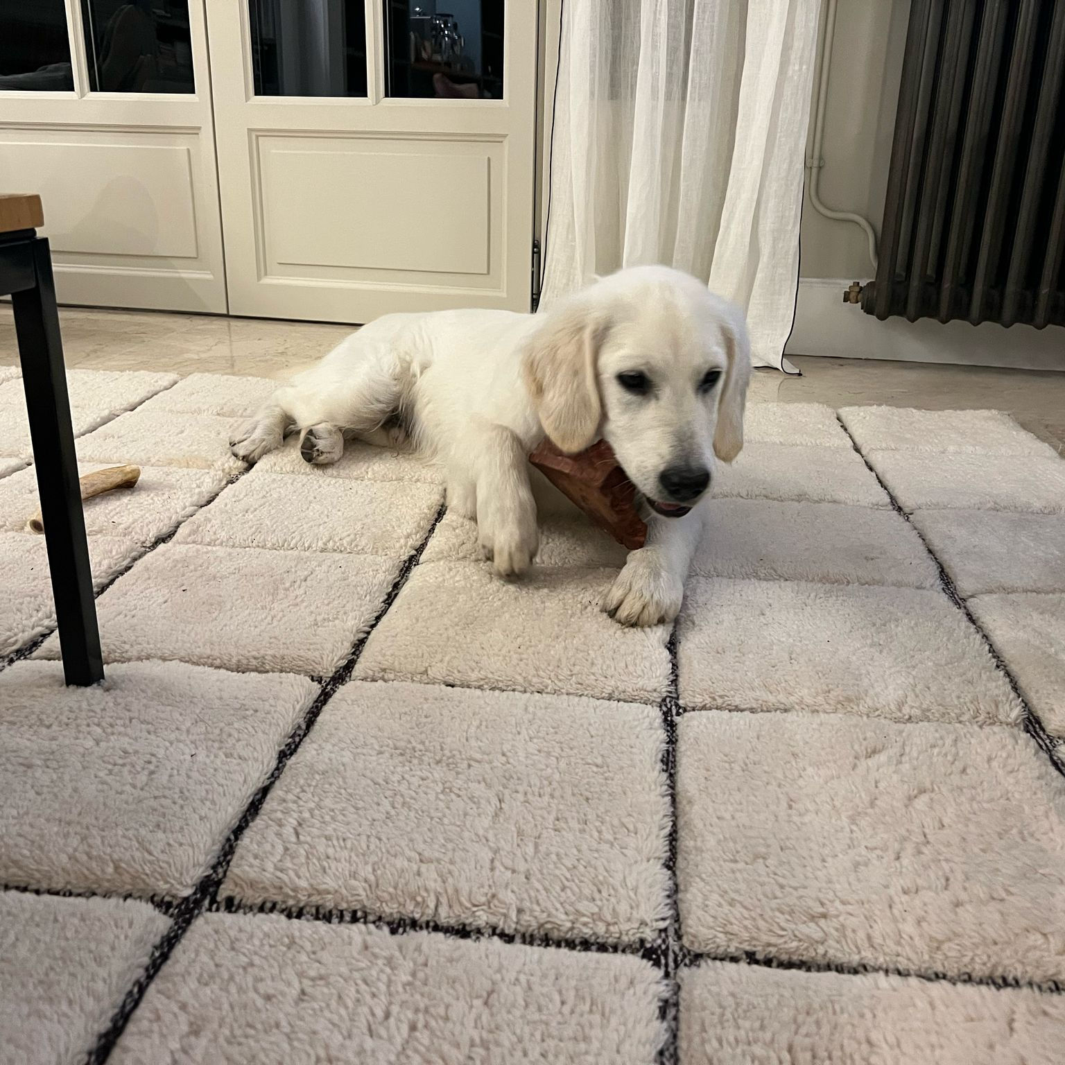 racine de bruyère pour chien