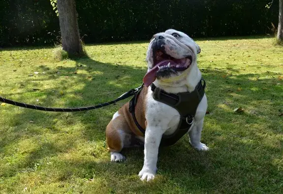 LAISSE CHIEN noir bobby