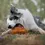 Miniature : jouet pour chien
