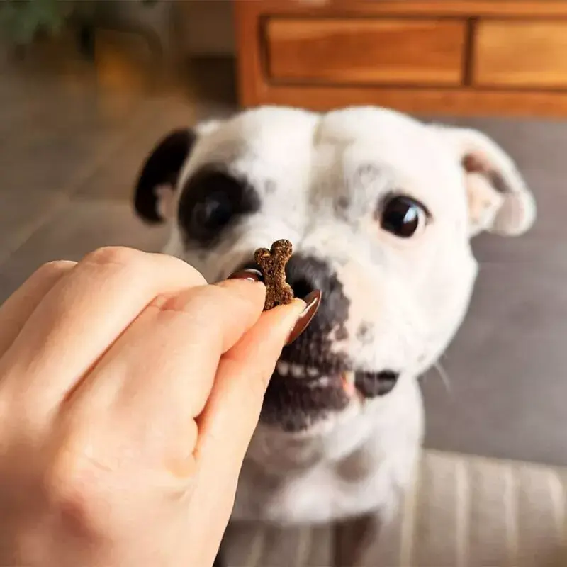 Friandise relaxante chien