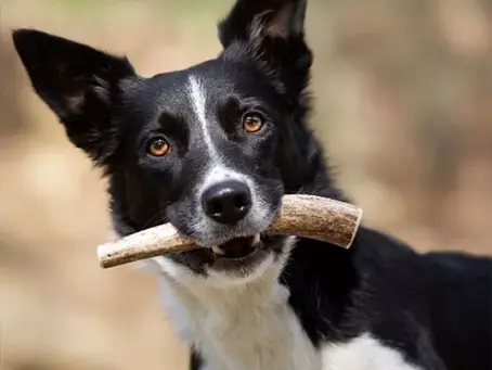 chien avec bois de cerf