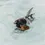 Miniature : jouet pour chien