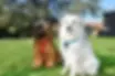 harnais confort bleu pour chien