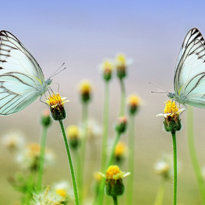               Les insectes pollinisateurs 2