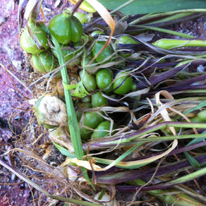                   Les légumes oubliés
                  Le souchet comestible