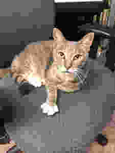 Oscar the Studio Cat