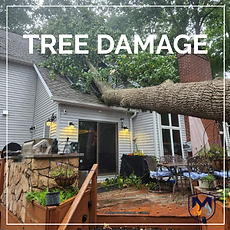 TREE DAMAGE
